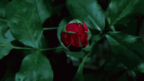 about_img